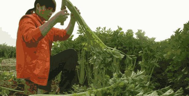 芹菜高产的管理要点